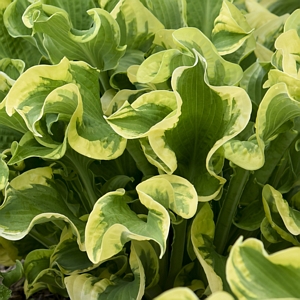 Hosta Shadowland Wheee